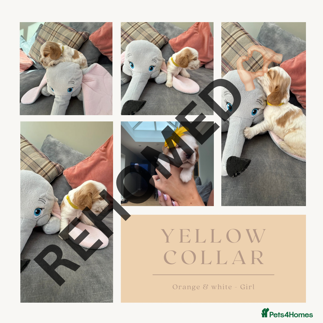 Cocker Spaniel dogs for sale: KC REG Showtype Cocker Spaniel LAST PUP ready 3/8 - Image 28