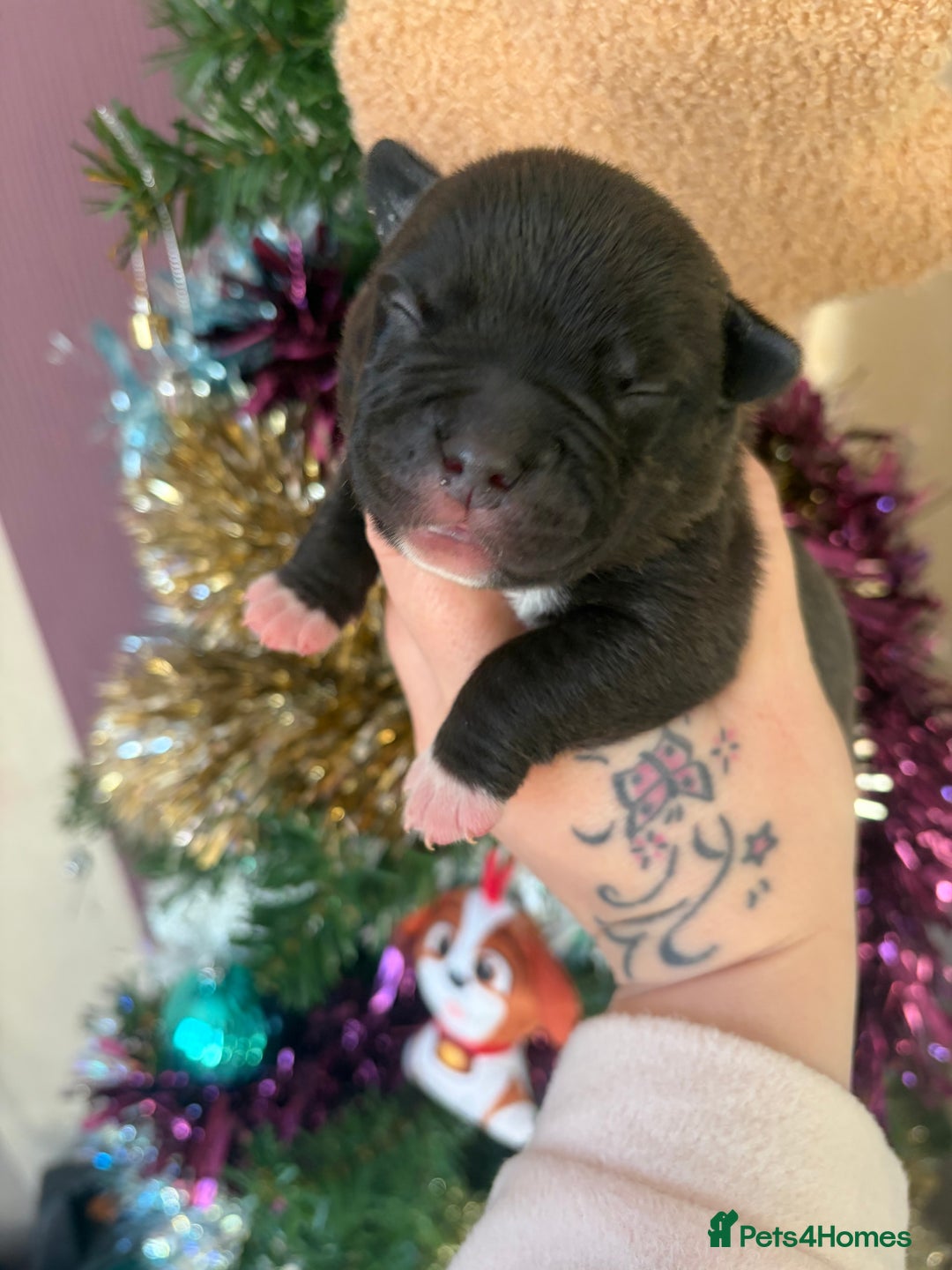 Mixed Breed dogs for sale: Staffy mixed French bulldog puppies  - Advert 7
