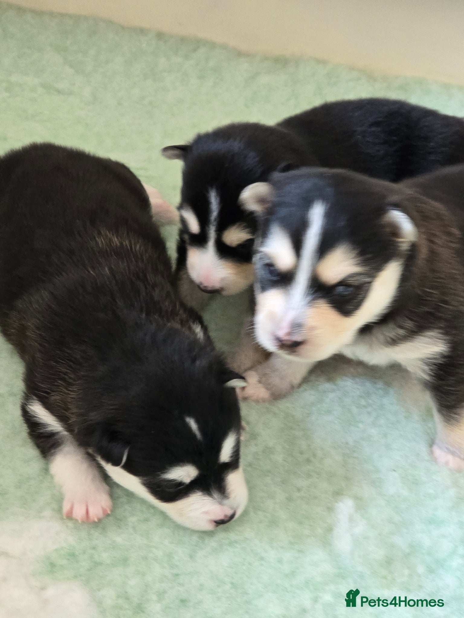 Pomsky dogs FIVE STUNNING POMSKY PUPPIES  - Advert 2