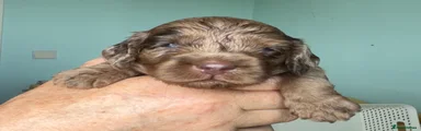 Cockapoo 5