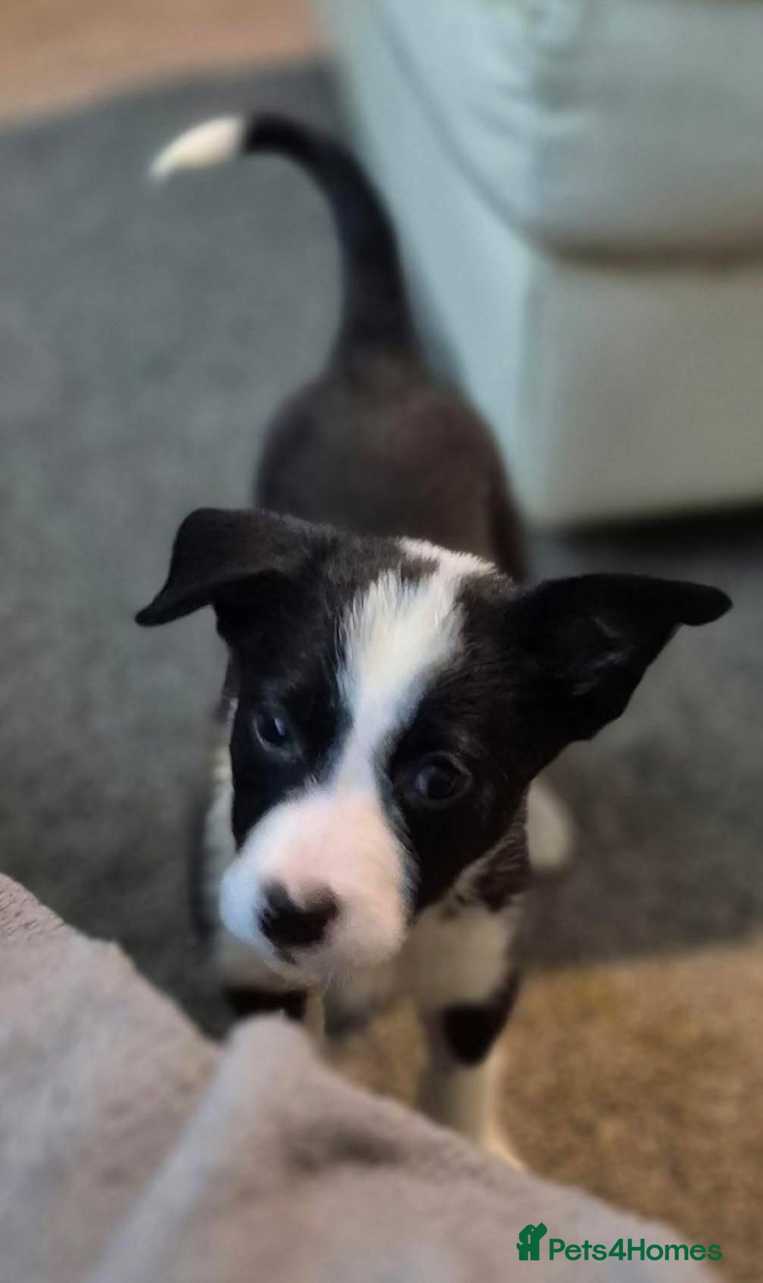 Border Collie dogs for sale: Border collie pups for sale  - Image 27