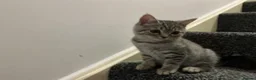 British Shorthair cats for sale: 💕🐾 Adorable Silver Tabby kittens for sale 🐾💕 - Advert 12
