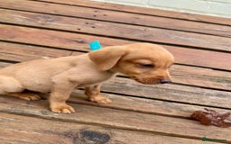 Labrador Retriever dogs for sale: Labrador Fox red  - Image 11