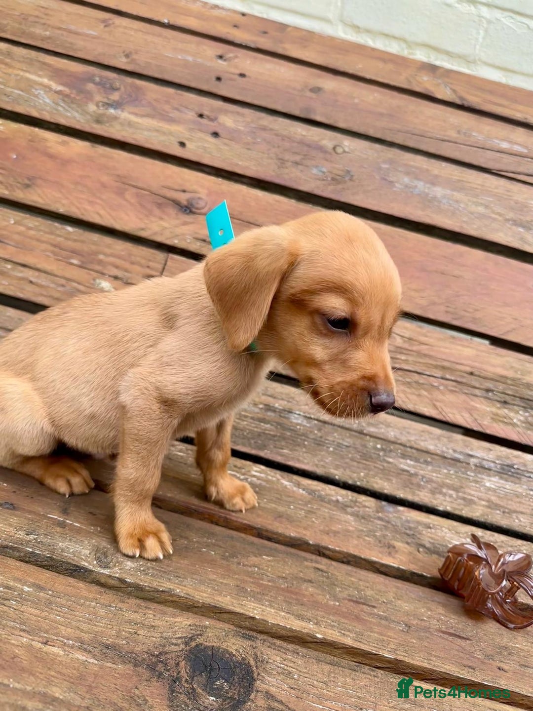 Labrador Retriever dogs for sale: Labrador Fox red  - Image 11