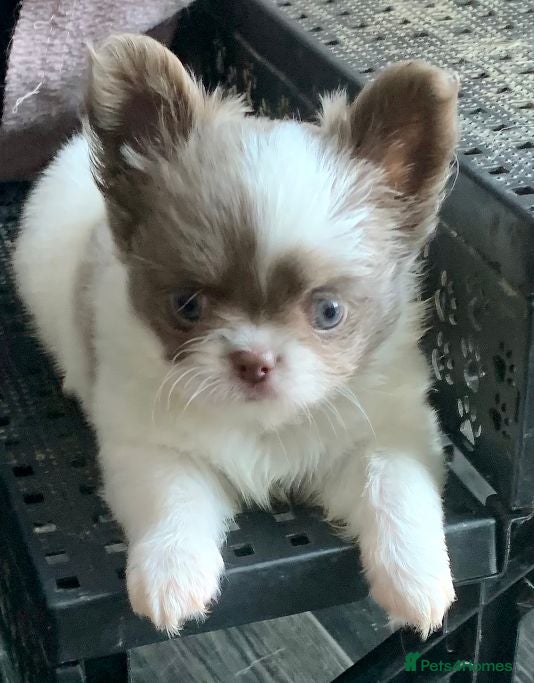 Chihuahua dogs K.C Longcoat Chihuahua boys and girls in Essex  - Advert 1