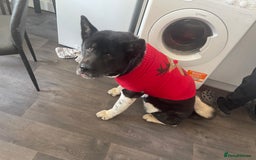 Akita dogs for sale: American akita female  - Image 2