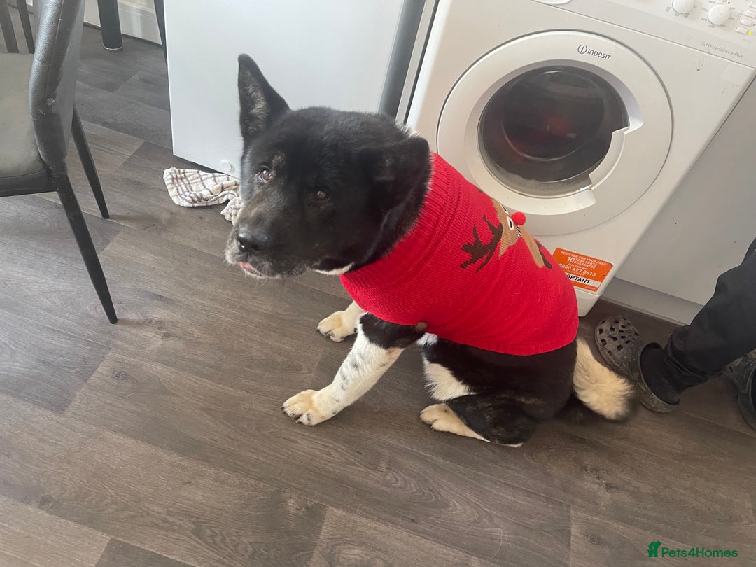 Akita dogs for sale: American akita female  - Image 2