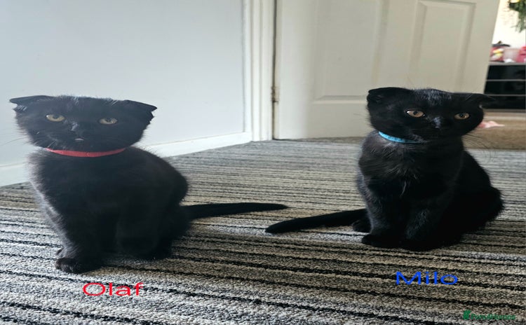 Mixed Breed cats - Advert 4