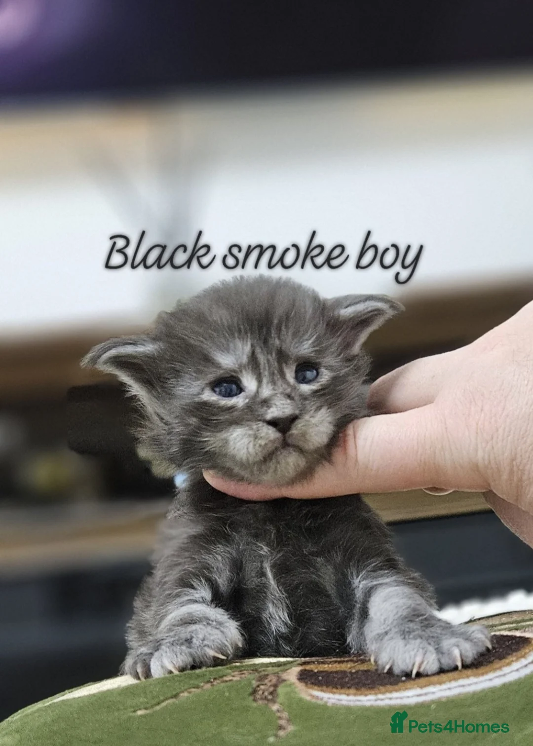 Maine Coon cats for sale: Giant Maine Coon  - Advert 1