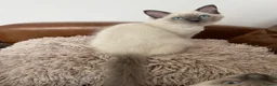 Ragdoll cats for sale: Ragdoll Kittens - ready now! 😻 in Alcester - Advert 8