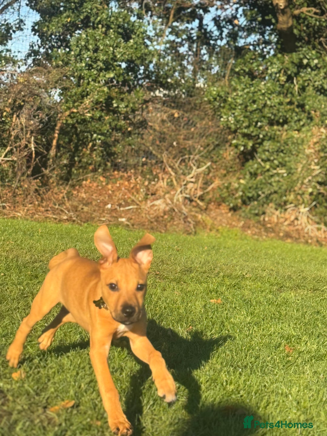 Mixed Breed dogs for sale: Little rottie x staff for sale  - Advert 6