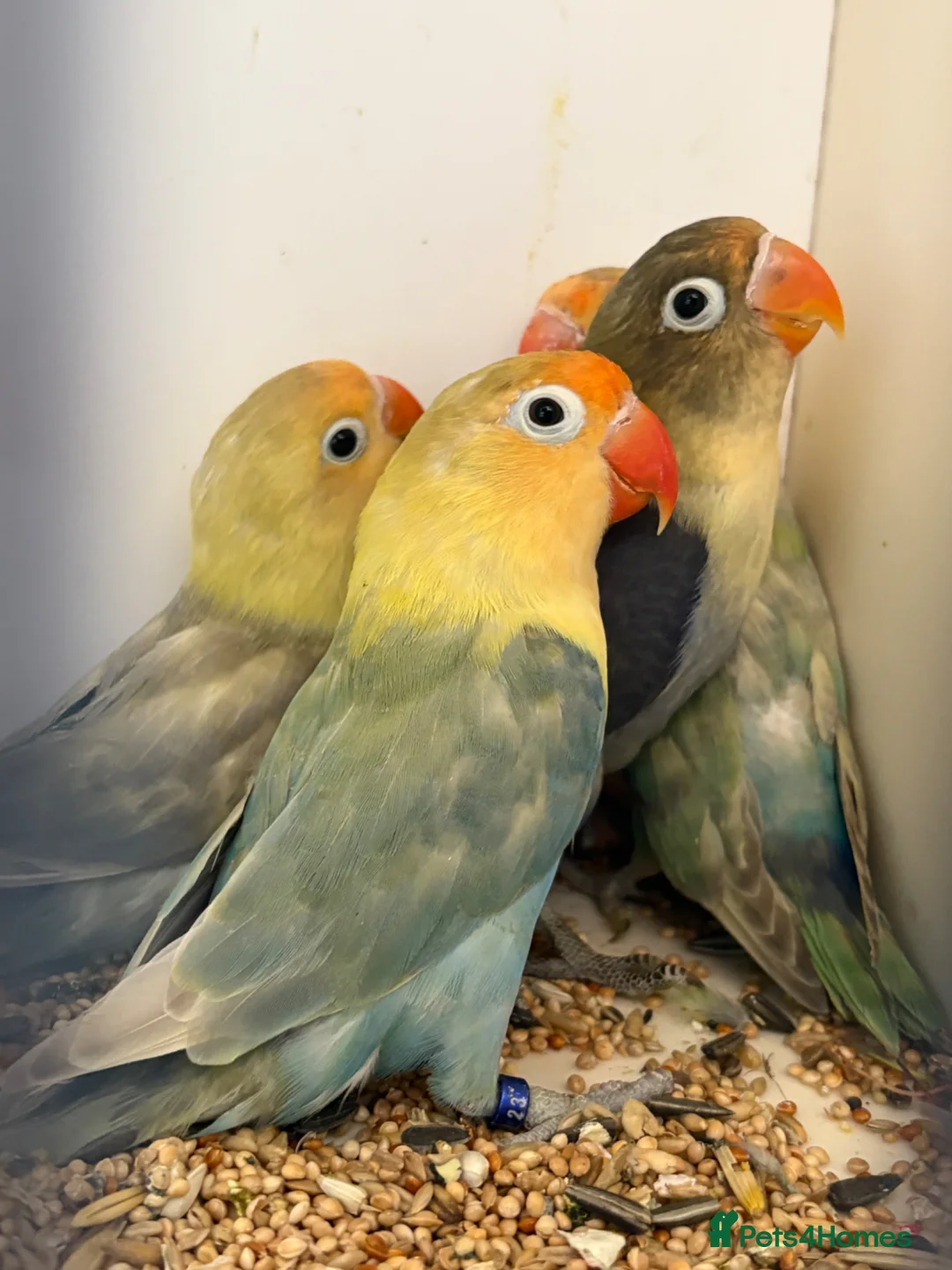 Lovebirds birds for sale: Lots of lovebirds  - Advert 1