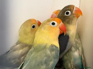 Lovebirds birds Lots of lovebirds - Advert 1