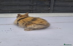 Lionhead rabbits for sale: Lionhead  - Image 4