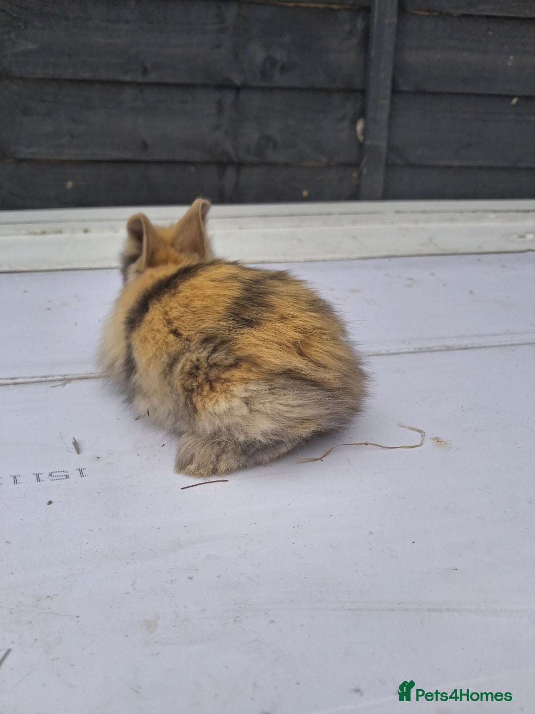 Lionhead rabbits for sale: Lionhead  - Image 4