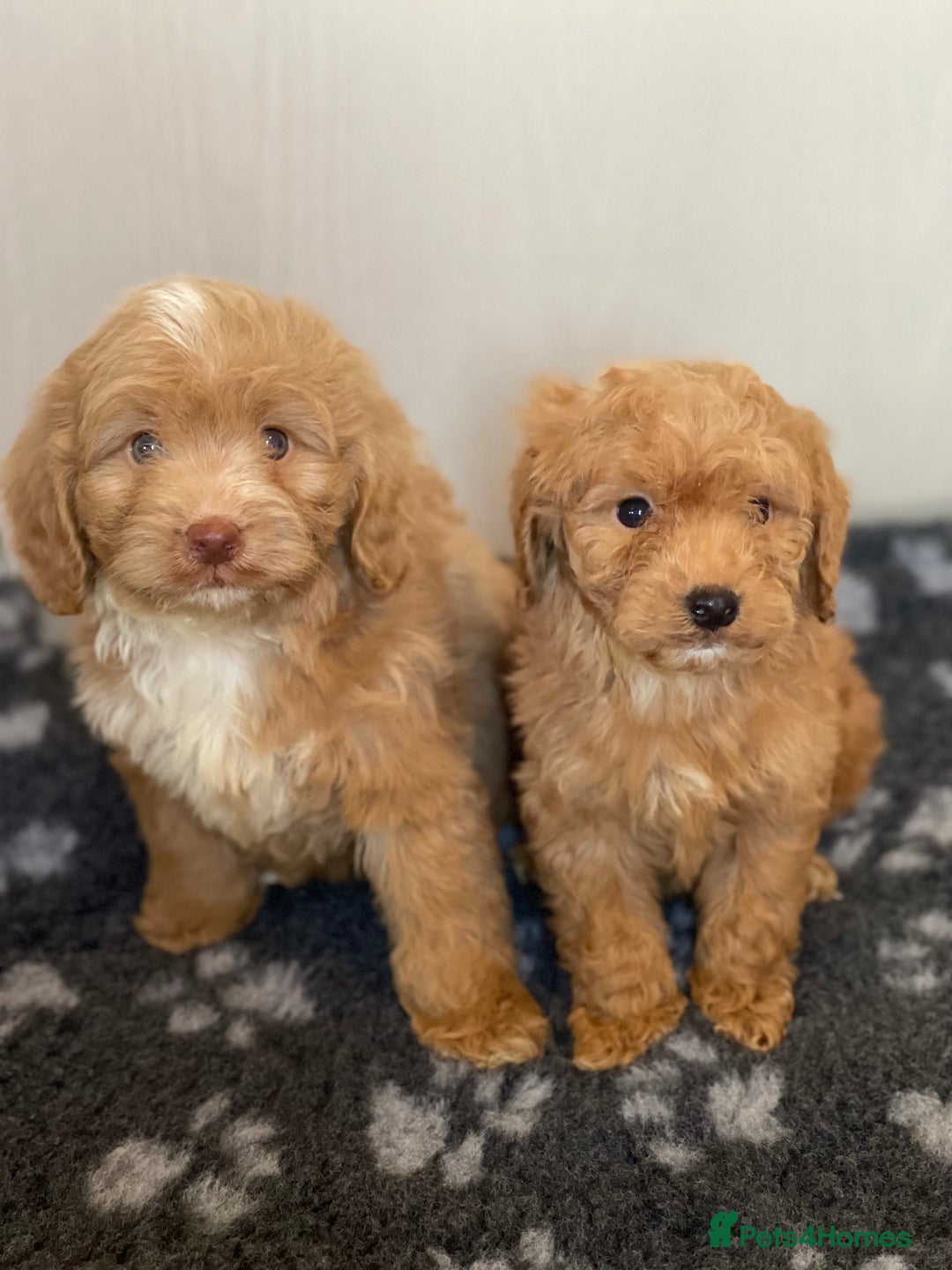 Cockapoo dogs for sale: Adorable cockapoo pups - Advert 1
