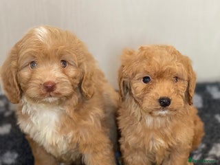 Cockapoo dogs Adorable cockapoo pups - Advert 1