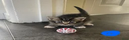 Mixed Breed cats for sale: Half ragdoll kittens - Advert 4