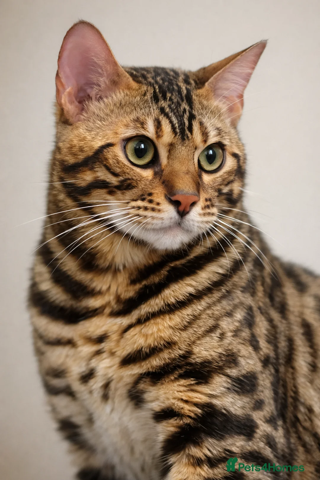 Bengal cats for stud: cat for mating. Bengal TICA - Advert 1
