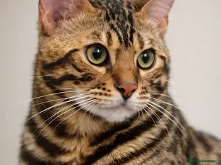 Bengal cats cat for mating. Bengal TICA - Advert 3