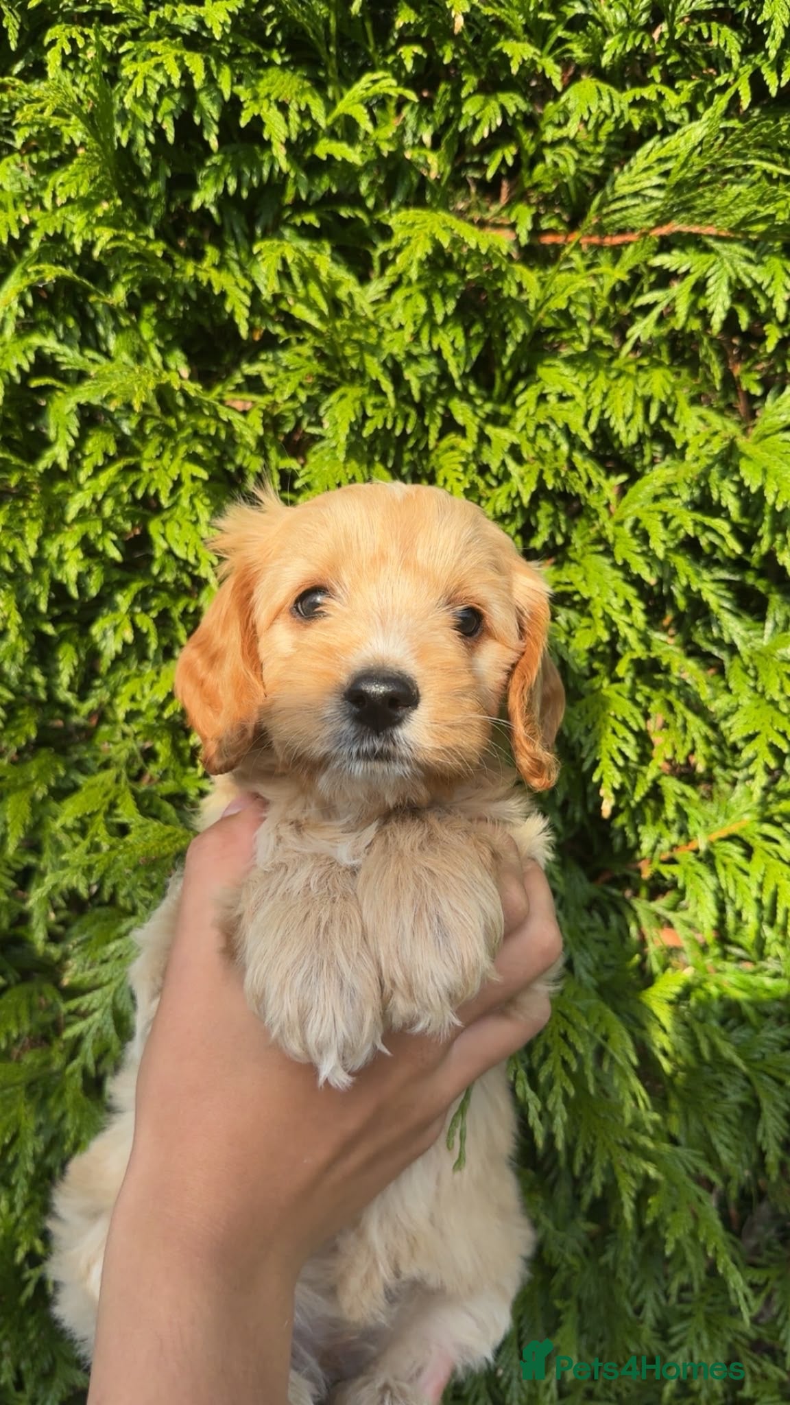 Cockapoo dogs 1 left, ready to leave Cockapoo puppies  - Advert 1