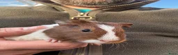 Guinea Pig rodents for sale: Young female guinea pigs - Advert 3