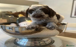 Cockapoo dogs for sale: Amazing fully health tested cockapoos - Image 10