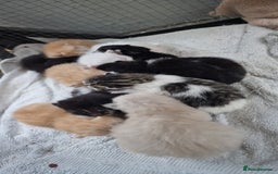 Maine Coon cats for sale: Mainecoon cross kittens - Image 3