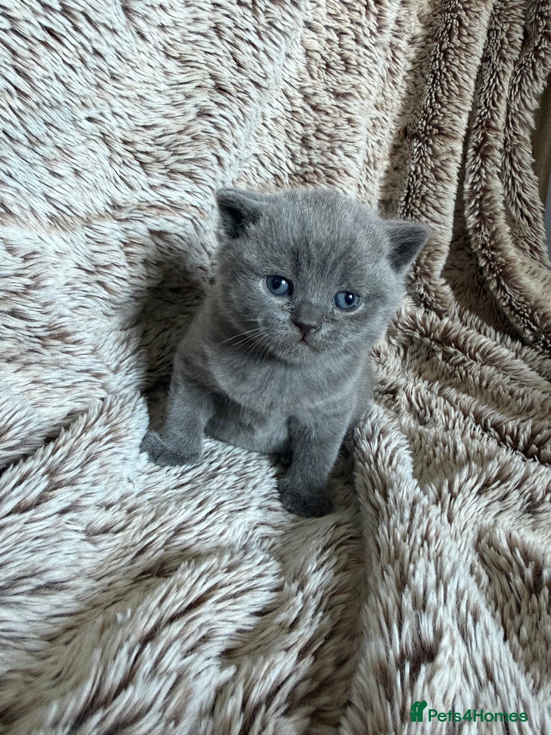 British Shorthair cats for sale: Beautiful GCCF British Shorthair Kittens - Advert 4