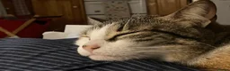 Domestic Shorthair cats for sale: Inigo and Daisy - Advert 14