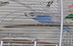 Budgerigars birds for sale: Budgies  - Image 5