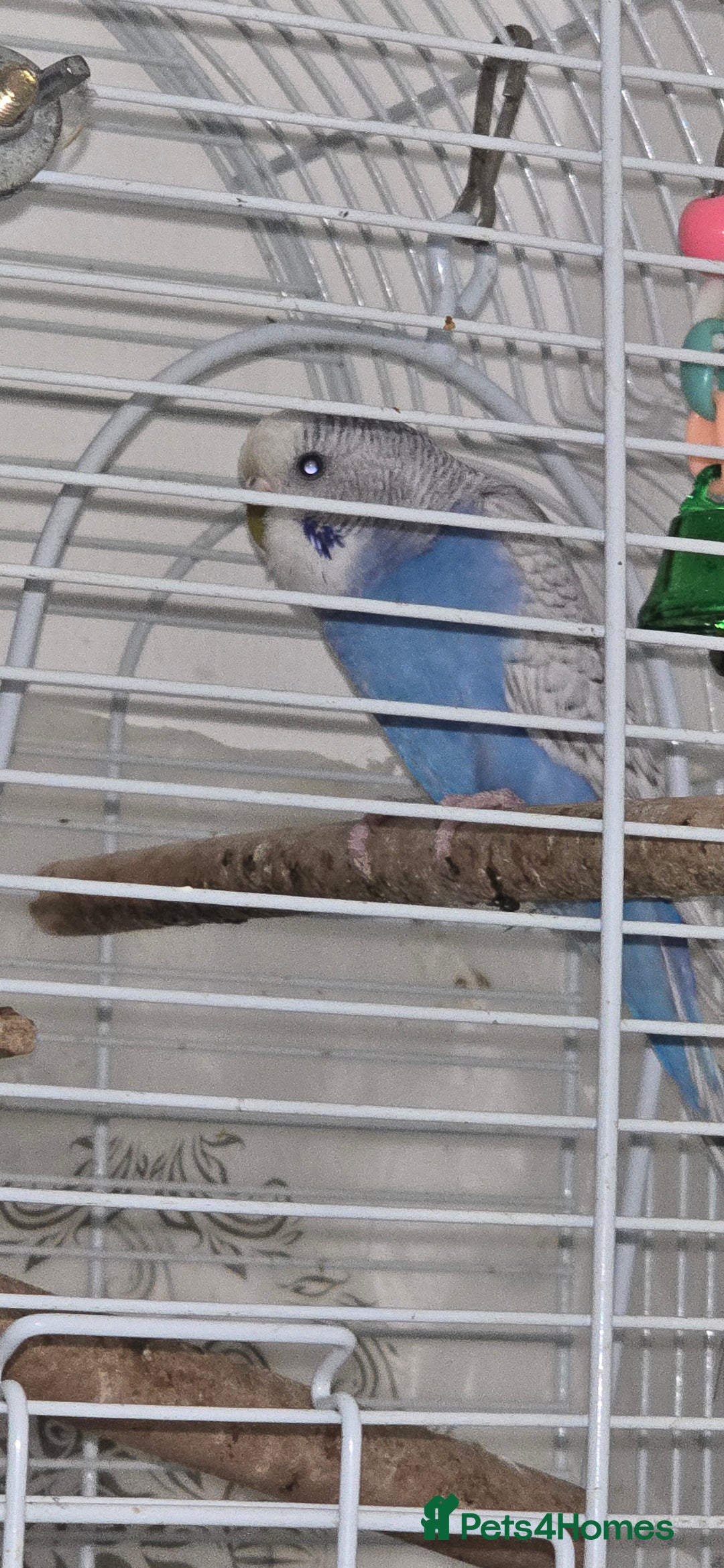 Budgerigars birds for sale: Budgies  - Image 5