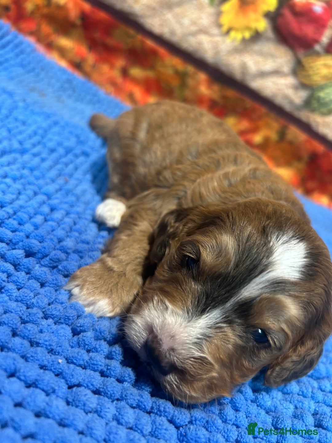 Cockapoo dogs for sale: Cute Cockapoo puppies (licensed breeder)  - Image 2