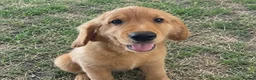 Golden Retriever dogs for sale:  beautiful litter of Golden Retriever puppies  in Birmingham - Advert 1