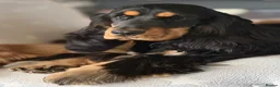 Cocker Spaniel dogs for sale: Quattro – Looking for a Loving Forever Family Home - Advert 3