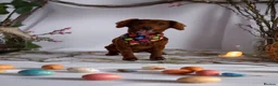 Cockapoo dogs for stud: ❤️ Beautiful Red F2 Cockapoo Stud – Proven – Teddy in Rotherham - Advert 2