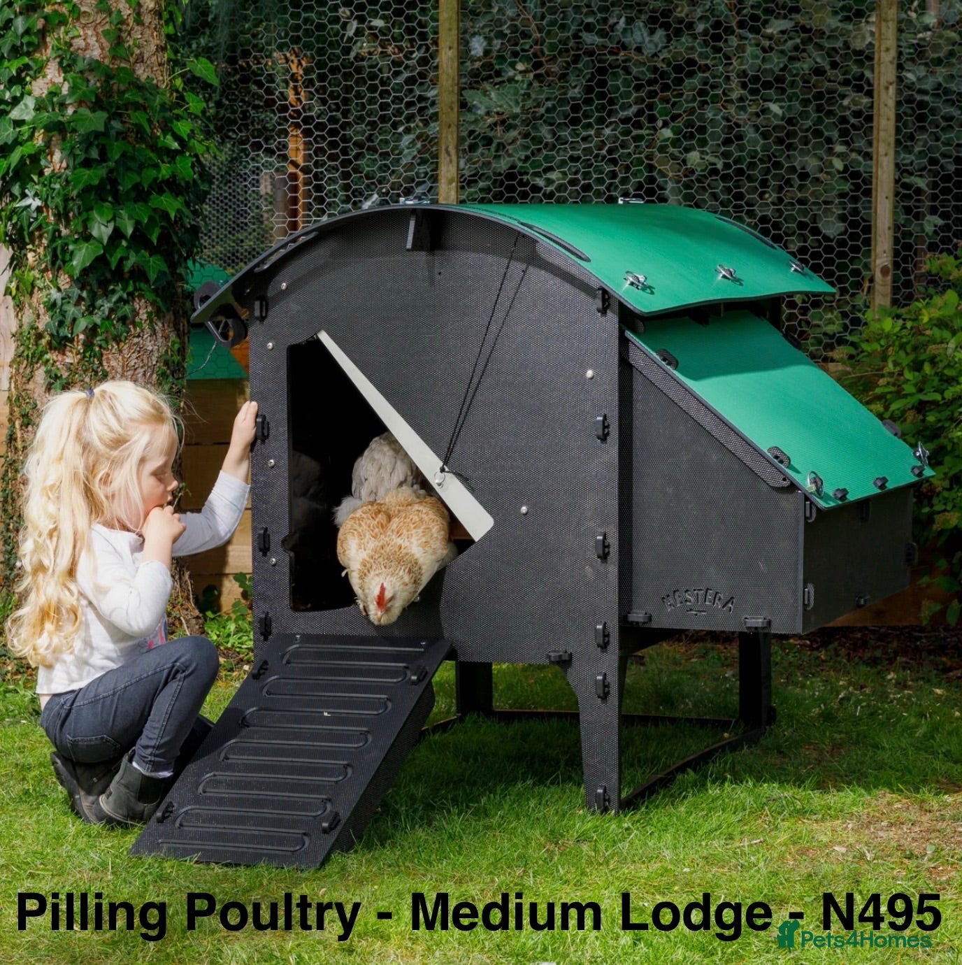 Chickens poultry Pilling Poultry - Chicken Lodge - Medium - Advert 1