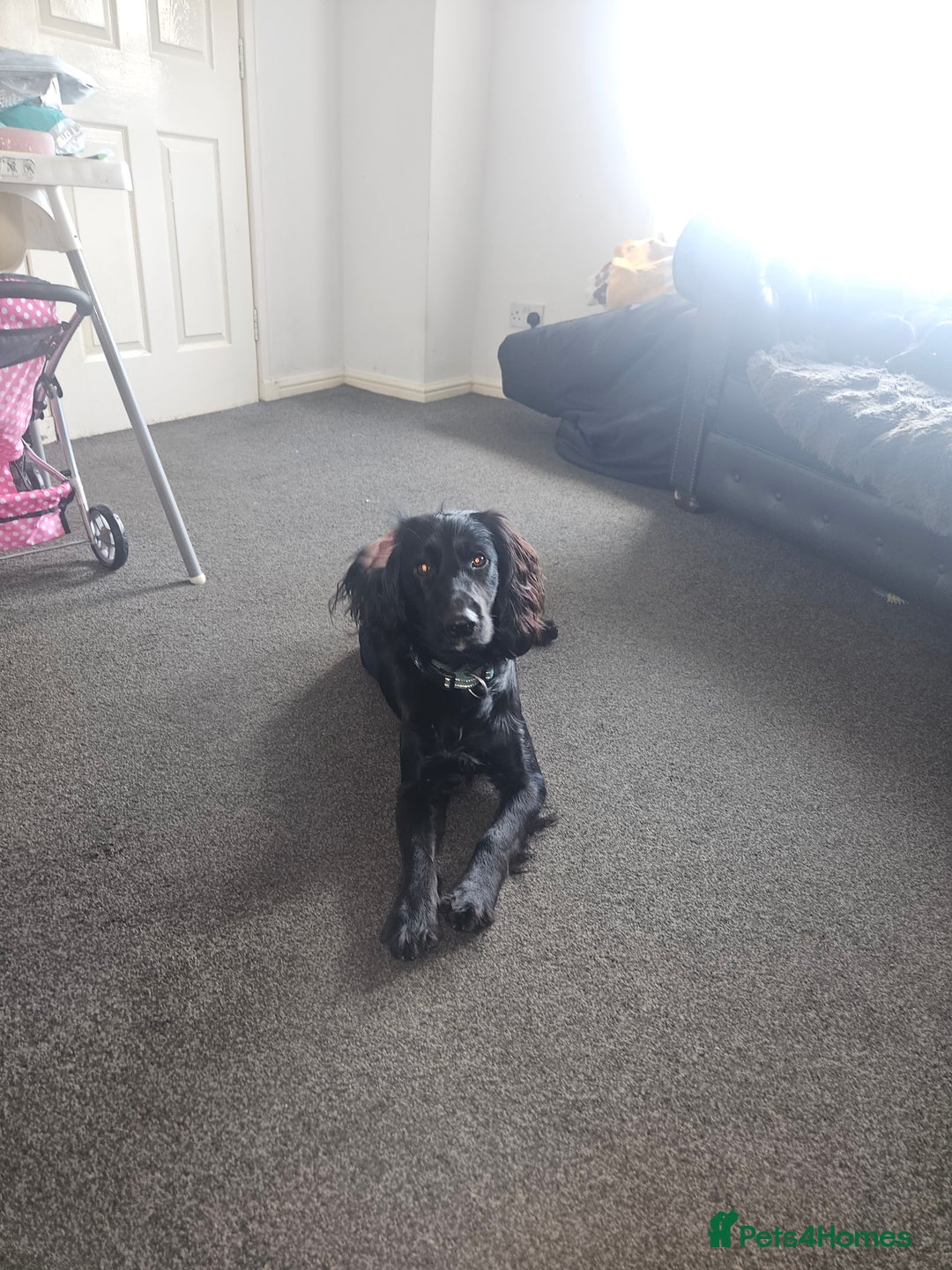 Cocker Spaniel dogs for stud: For stud. - Advert 6