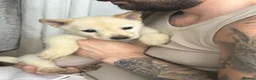 Mixed Breed dogs for sale: 5 adorable female chowskis  - Advert 6