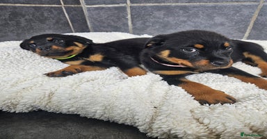 Rottweiler dogs - Advert 11