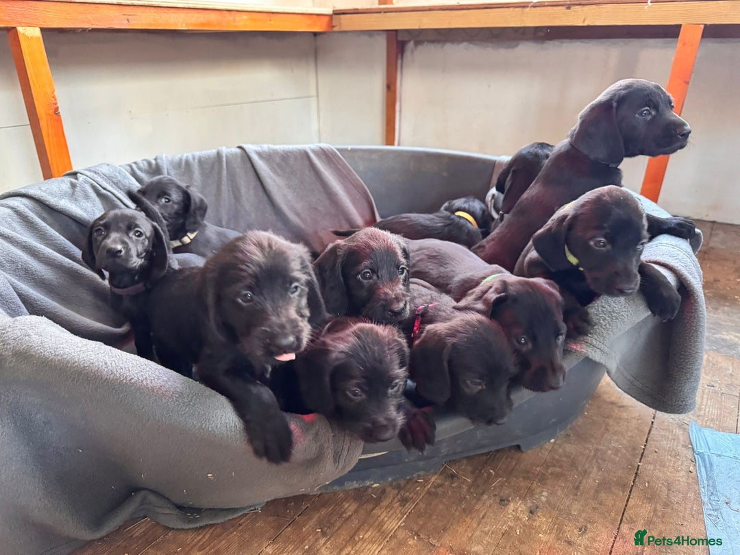 Mixed Breed dogs for sale: Doodle puppies for sale  - Advert 1