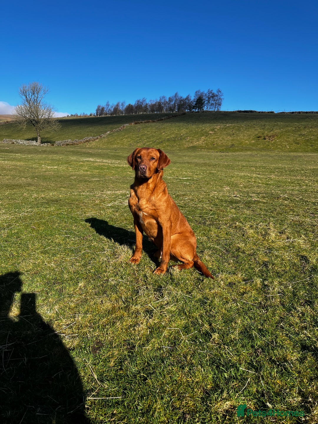 Labrador Retriever dogs for stud: KC REG FULLY HEALTH TESTED WORKING DARK RED STUD in Hawes - Image 26