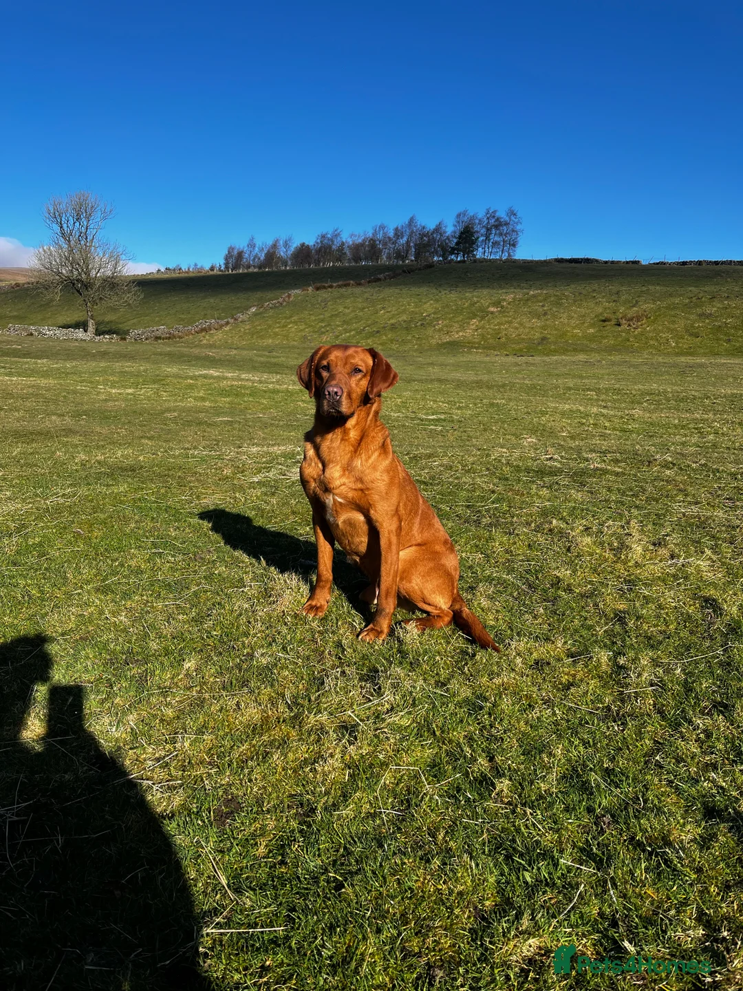 Labrador Retriever dogs for stud: KC REG FULLY HEALTH TESTED WORKING DARK RED STUD in Hawes - Advert 26