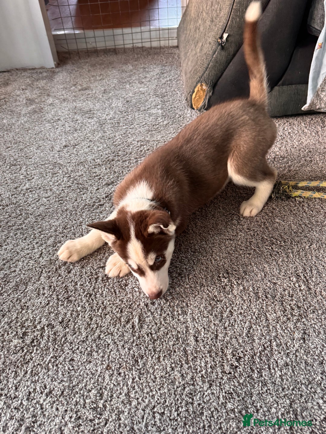 Siberian Husky dogs for sale: Siberian husky boys  - Advert 14