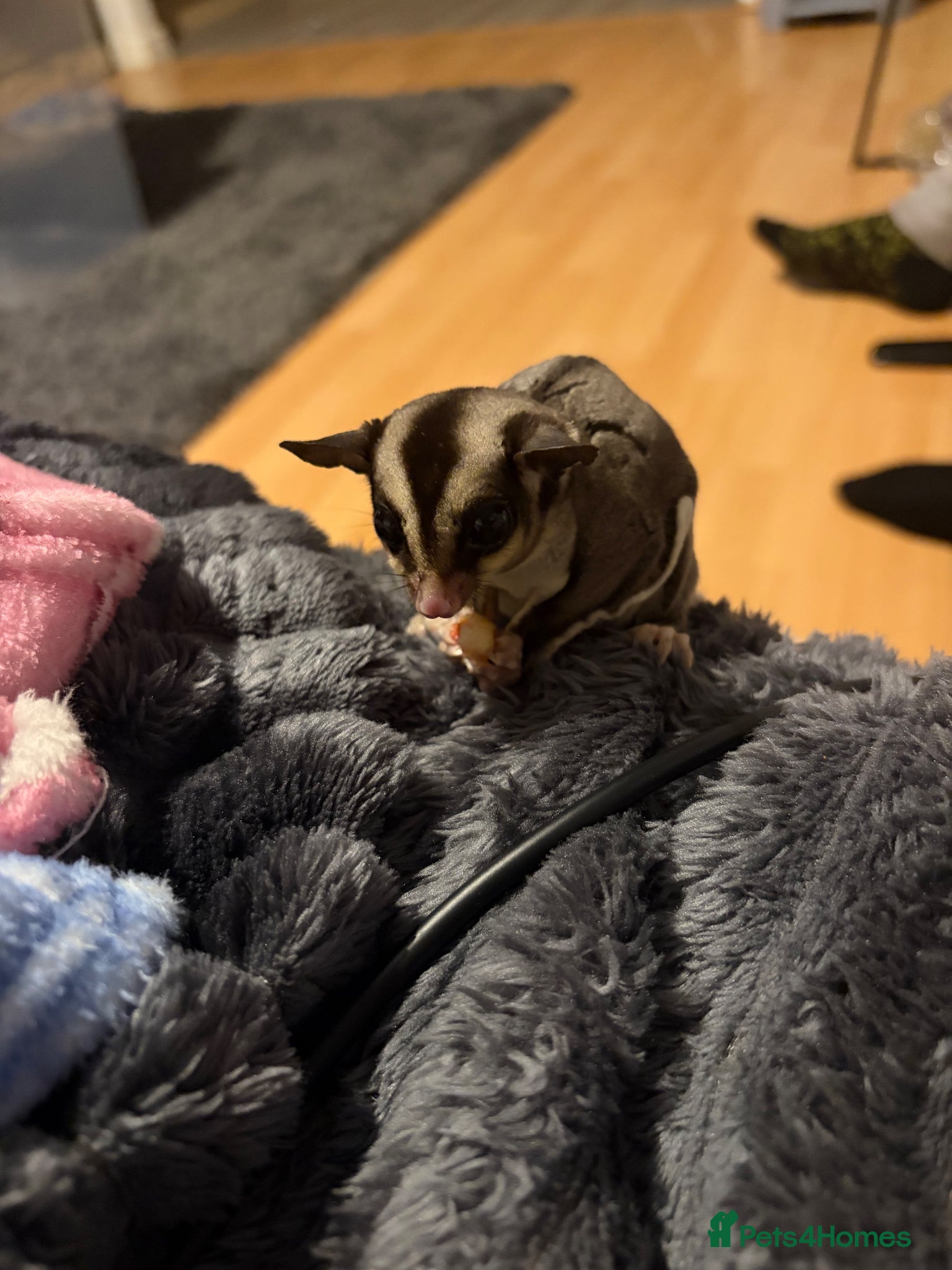 Sugar Glider rodents 2 male sugar gliders  - Advert 1