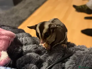 Sugar Glider rodents 2 male sugar gliders - Advert 1