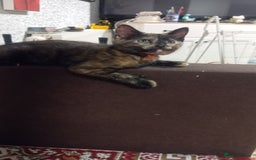 Mixed Breed cats for sale: Cute kittens - Image 4
