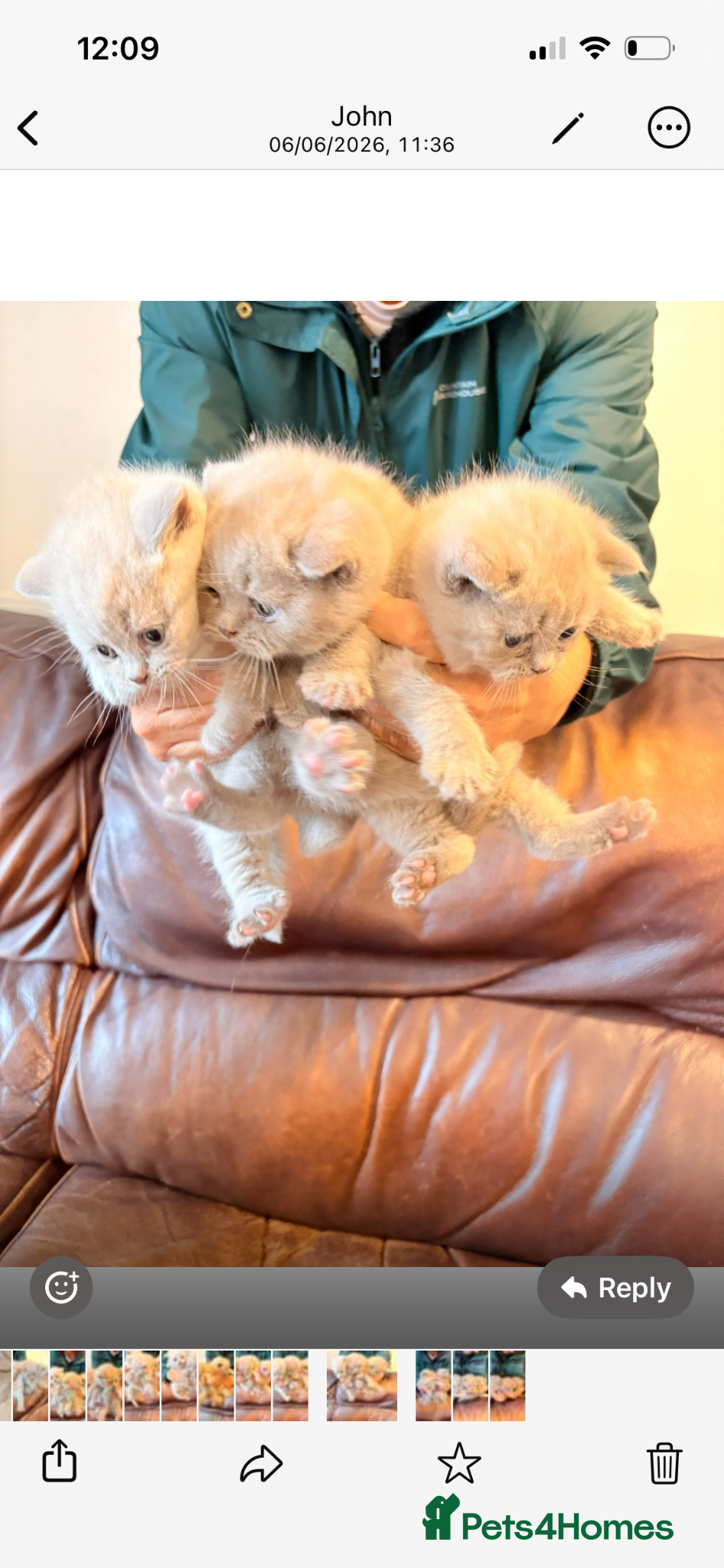 British Shorthair cats Lilac British shorthair kittens for sale - Advert 11