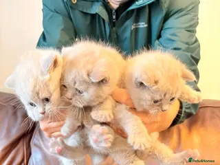 British Shorthair cats Lilac British shorthair kittens for sale - Advert 11
