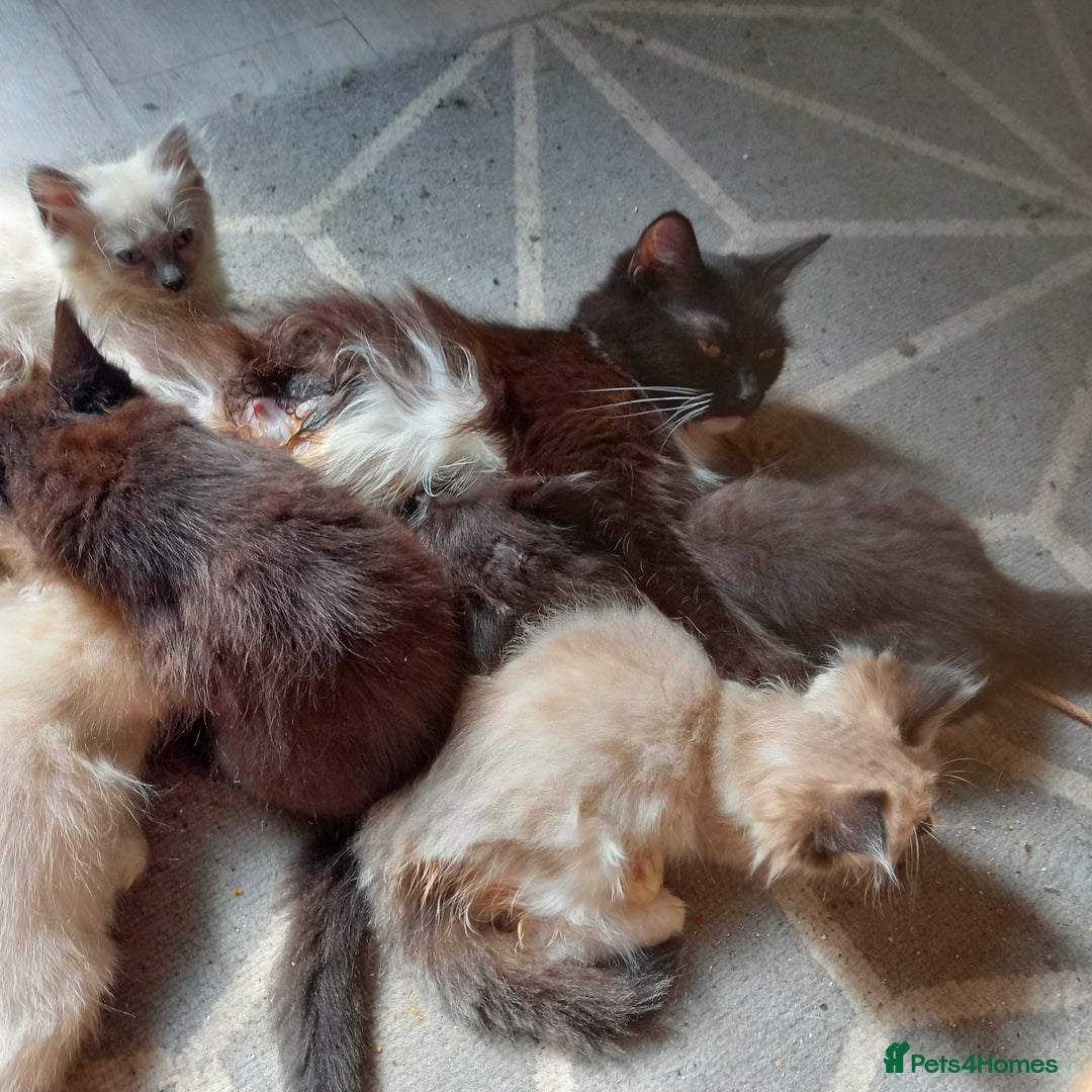 Mixed Breed cats for sale: Siberianx ragdoll - Image 5